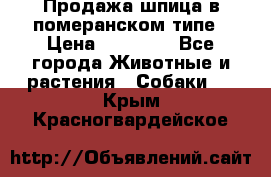 Продажа шпица в померанском типе › Цена ­ 20 000 - Все города Животные и растения » Собаки   . Крым,Красногвардейское